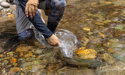 Z Series Neoprene Forest Camo Pant - Unisex